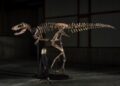 Un fósil de Nanotyrannus se vende en una subasta por la impresionante cifra de 252,7 millones de reales