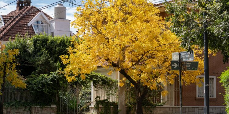 Aunque florece rápidamente proporciona sombra
