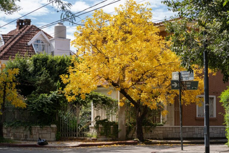 Aunque florece rápidamente proporciona sombra