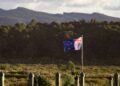 Crearon 11.000 insectos gigantes y los liberaron todos en Nueva Zelanda