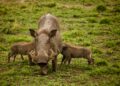 Ni cerdo ni jabalí: científicos confirman la existencia de un animal “infernal” que vivió en España