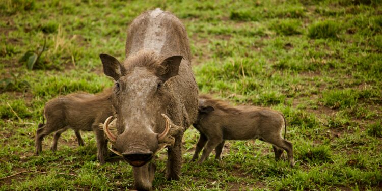 Ni cerdo ni jabalí: científicos confirman la existencia de un animal “infernal” que vivió en España