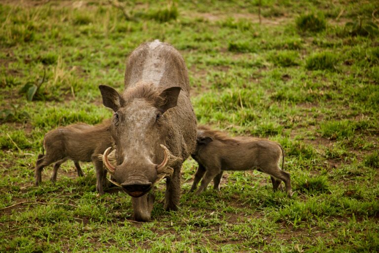 Ni cerdo ni jabalí: científicos confirman la existencia de un animal “infernal” que vivió en España