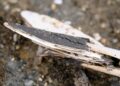 Arqueólogos encuentran flechas de hasta 6.000 años preservadas en el hielo