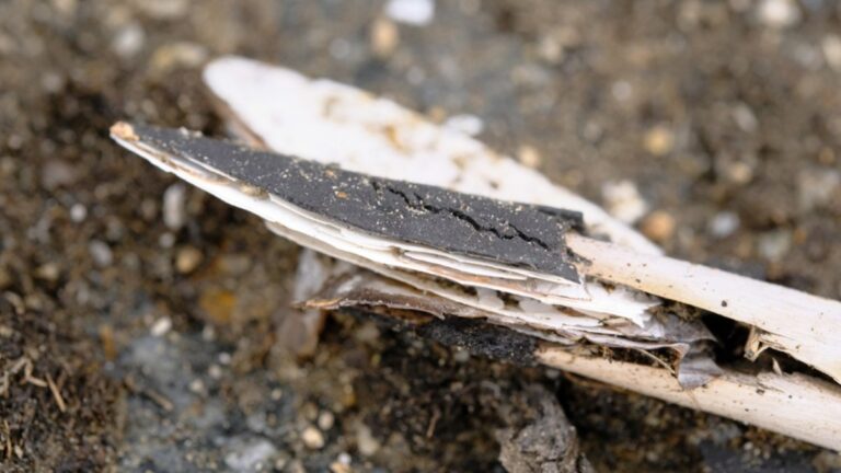 Arqueólogos encuentran flechas de hasta 6.000 años preservadas en el hielo