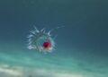 Científicos descubren una medusa desafía
