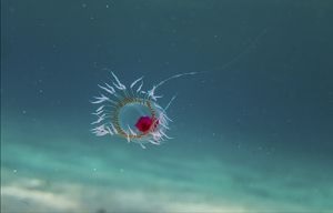Científicos descubren una medusa desafía