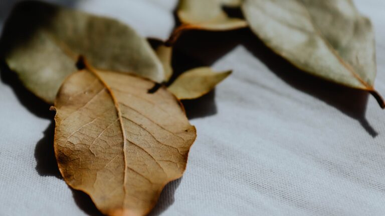 Colocar una hoja laurel seca