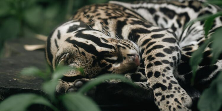 Creyó era una cría gato