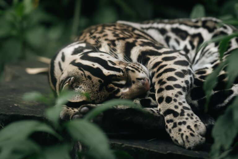 Creyó era una cría gato