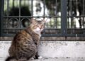 España busca jóvenes a los que les gusten los gatos y ofrece alojamiento a cambio de solo 3 horas de trabajo al día