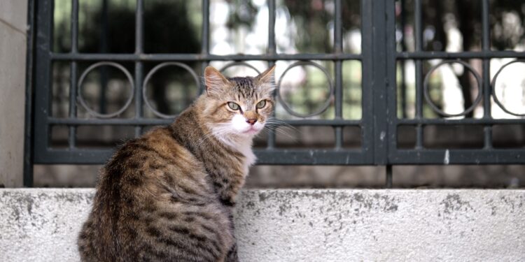 España busca jóvenes a los que les gusten los gatos y ofrece alojamiento a cambio de solo 3 horas de trabajo al día