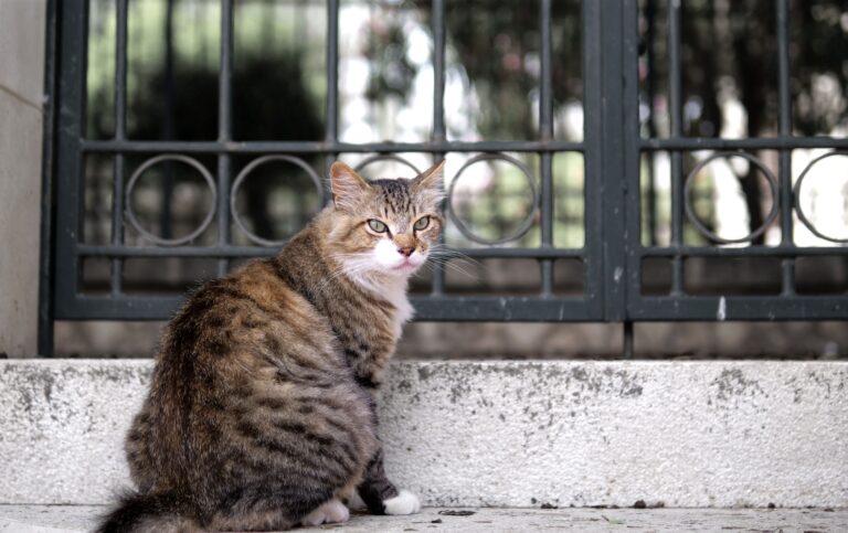 España busca jóvenes a los que les gusten los gatos y ofrece alojamiento a cambio de solo 3 horas de trabajo al día