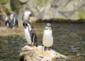 Tercios los pingüinos desaparecieron qué