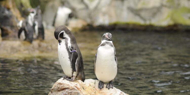 Tercios los pingüinos desaparecieron qué