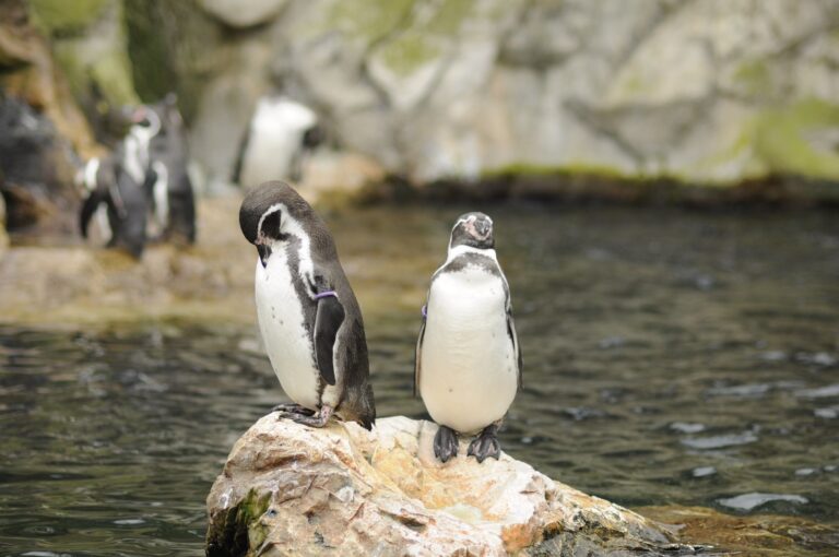 Tercios los pingüinos desaparecieron qué