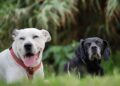 Secreto comunicación con los perros