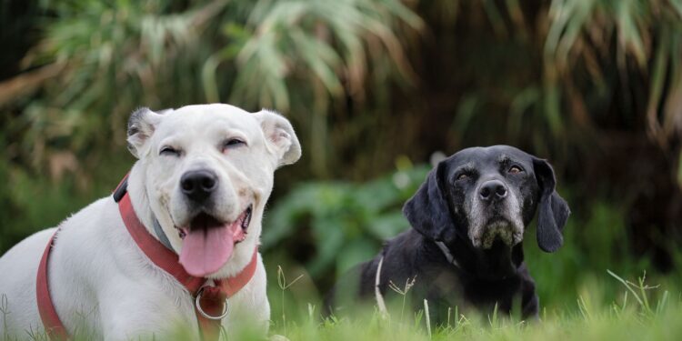 Secreto comunicación con los perros