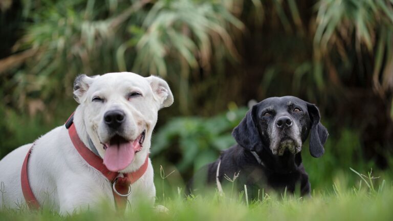 Secreto comunicación con los perros