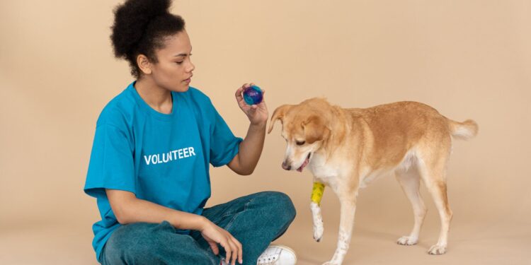 Busca voluntarios cuidar animales con