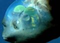 Estados unidos explora atlántico metros