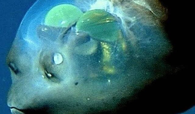 Estados unidos explora atlántico metros