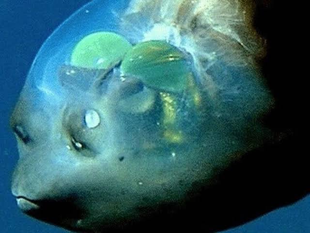 Estados unidos explora atlántico metros