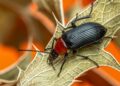 Insecto utiliza vía láctea mantener
