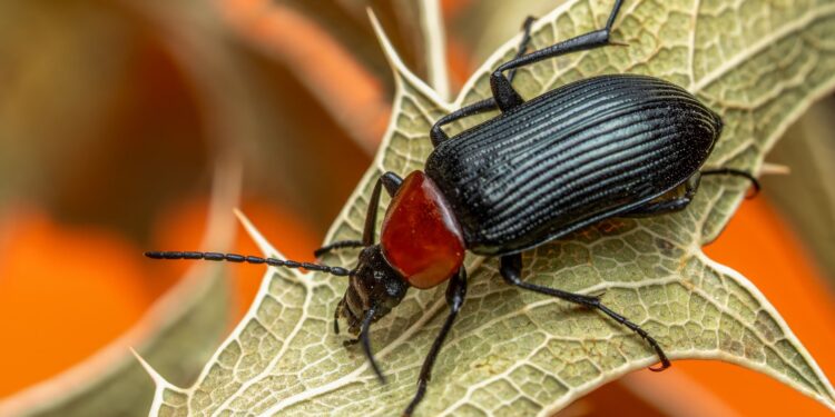 Insecto utiliza vía láctea mantener