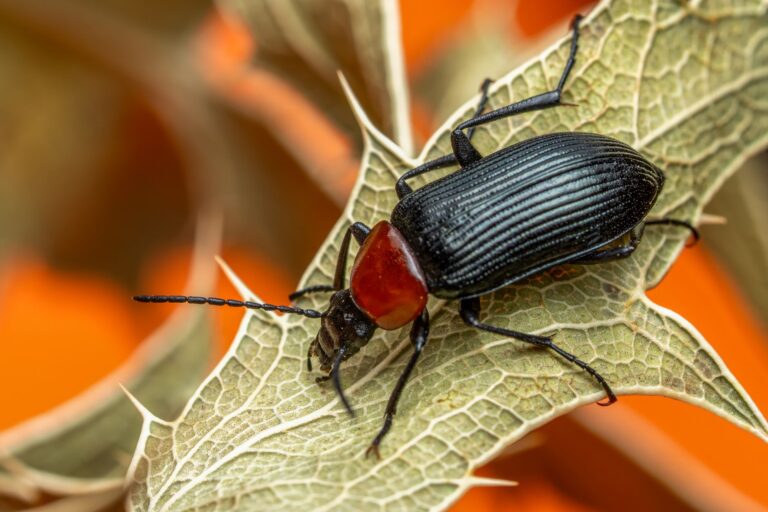 Insecto utiliza vía láctea mantener