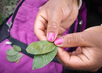 Guardar una hoja laurel seca