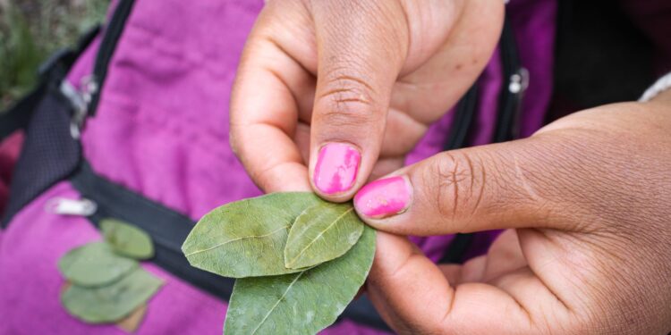 Guardar una hoja laurel seca