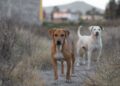 Ciencia investigó los perros saben