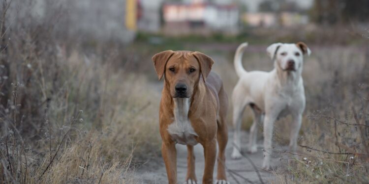 Ciencia investigó los perros saben