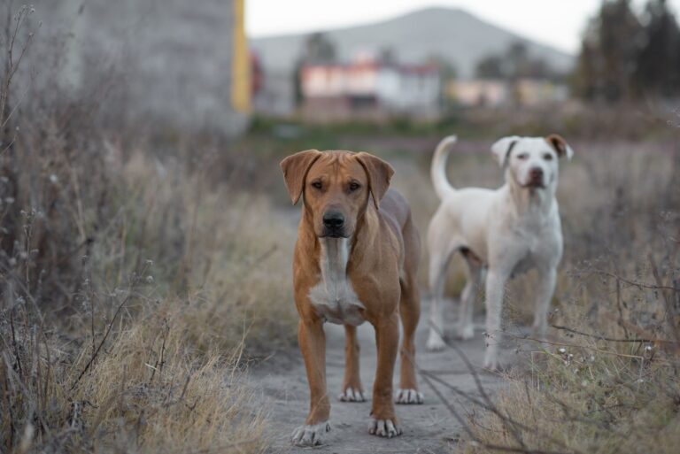 Ciencia investigó los perros saben