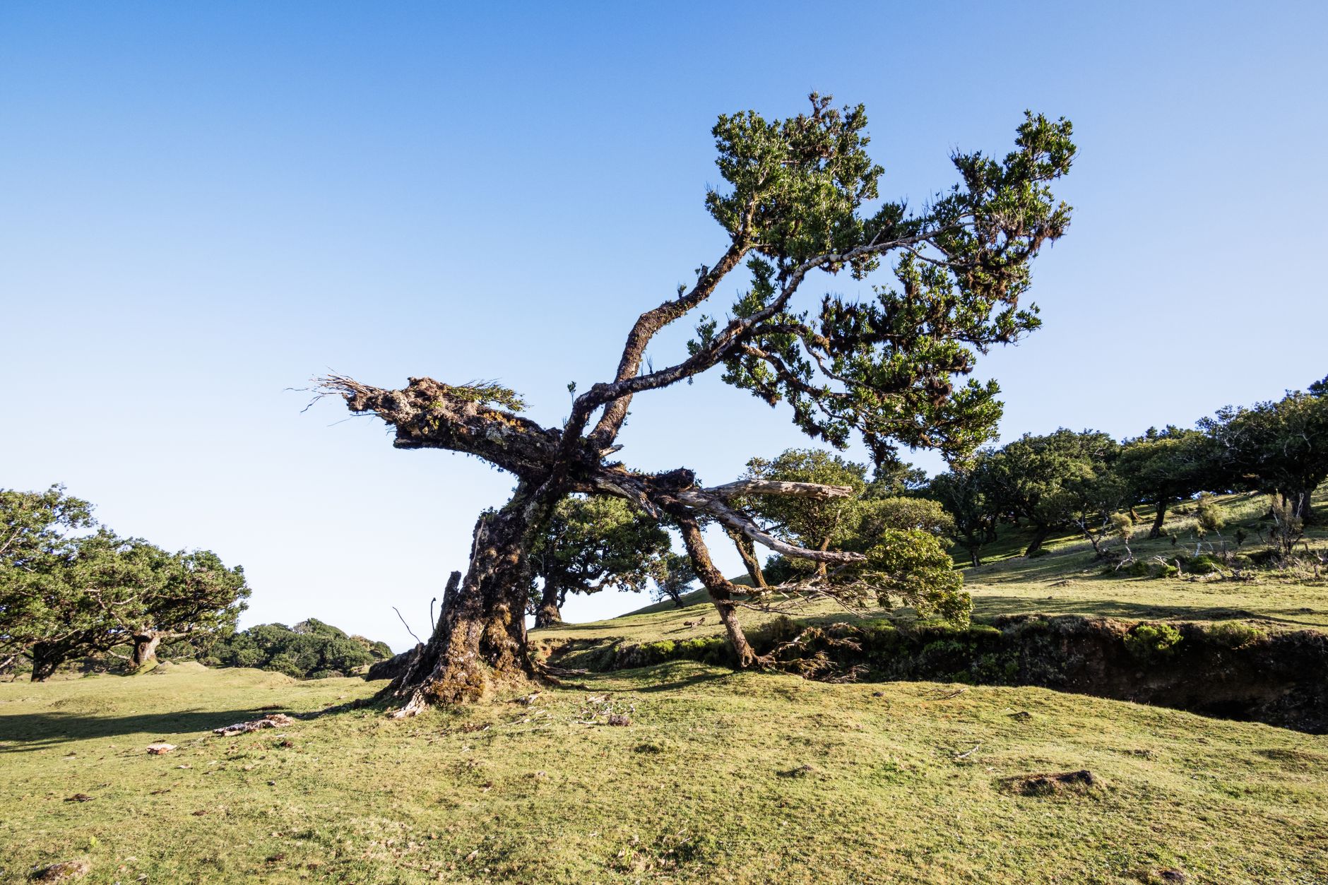 Uma árvore solitária e retorcida ergue-se em um campo verdejante sob um céu azul brilhante, oferecendo uma paisagem natural impressionante.