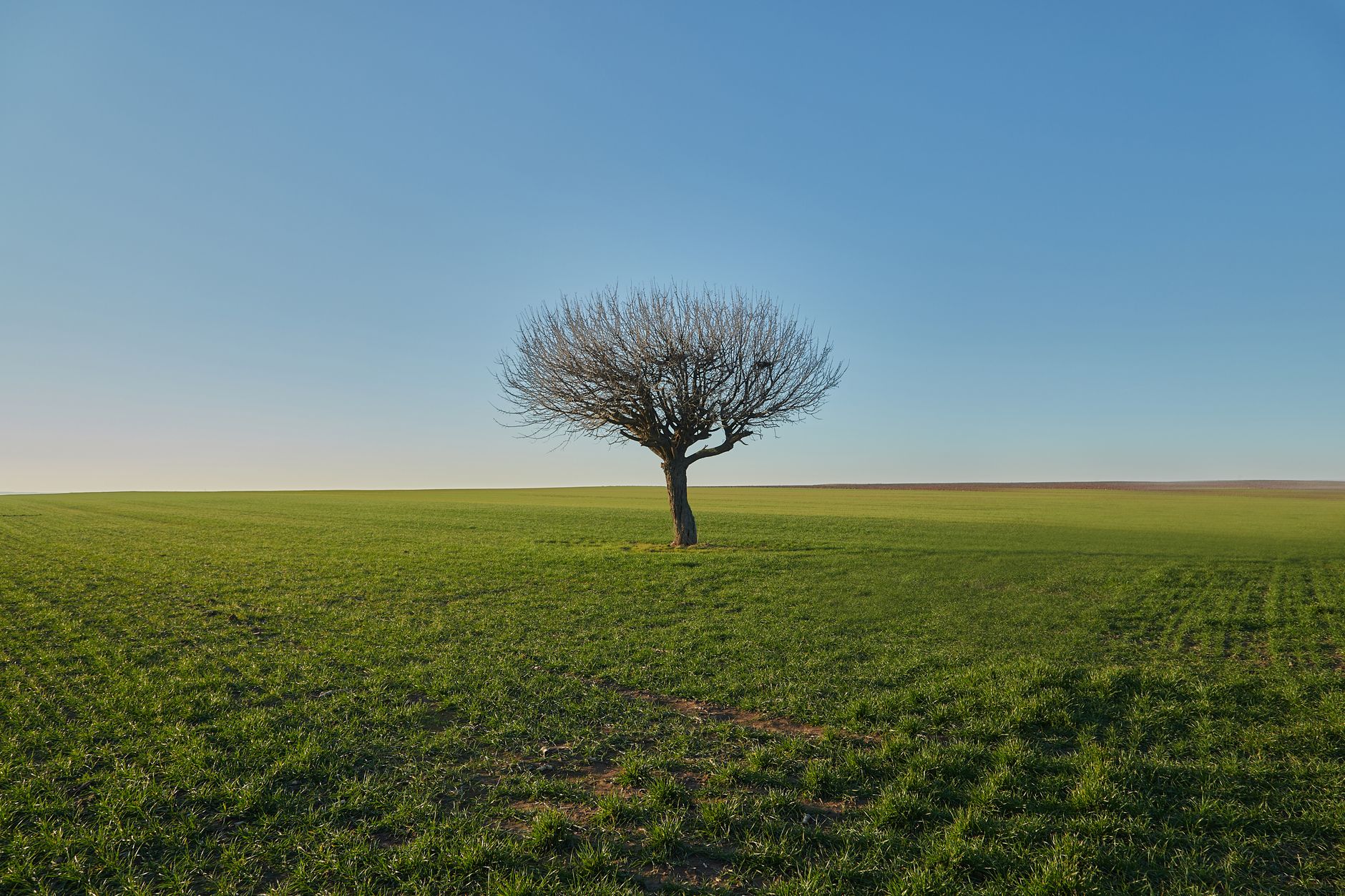 Uma árvore solitária se ergue em um extenso campo verde sob um céu azul claro, evocando tranquilidade.