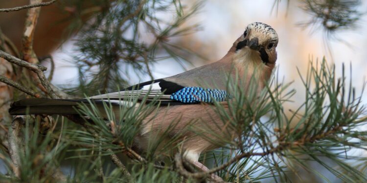 Las aves podrían haber llegado
