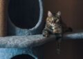Las personas conviven con gato