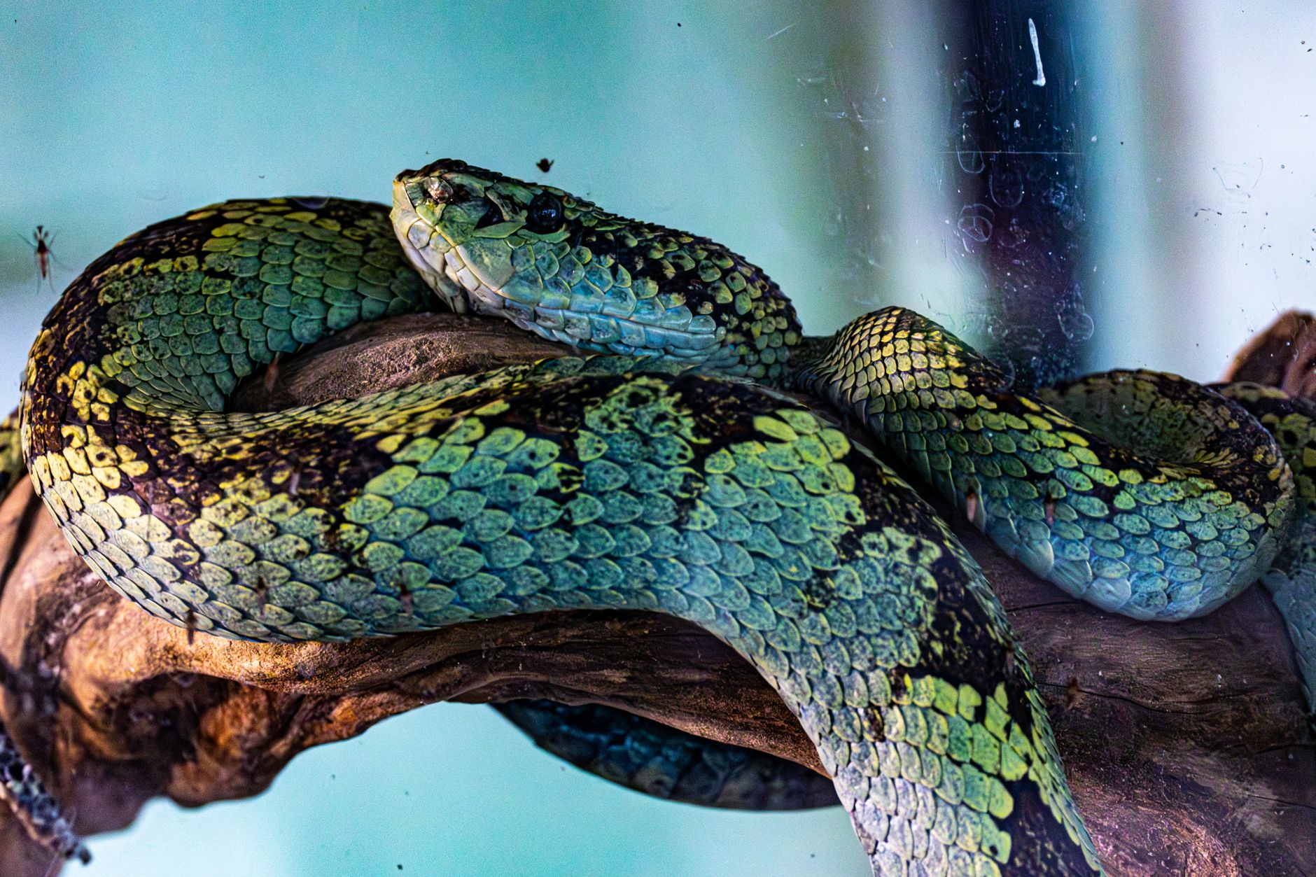 Foto detalhada em close-up de uma impressionante víbora-verde descansando em um galho, exibindo os intrincados padrões de suas escamas.
