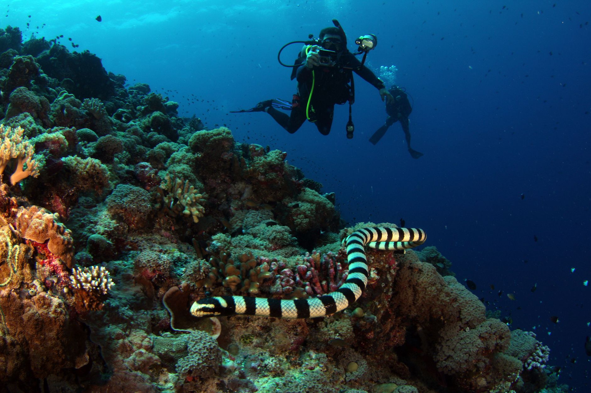 Mergulhadores exploram um vibrante recife de corais com uma cobra do mar em primeiro plano. Aventura subaquática emocionante.