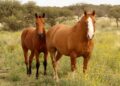 Los caballos tienen una característica