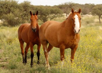Los caballos tienen una característica