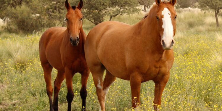 Los caballos tienen una característica