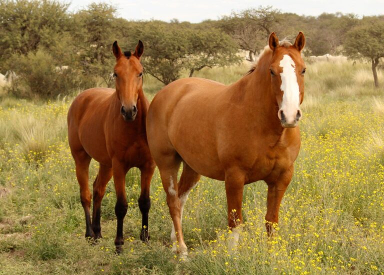 Los caballos tienen una característica