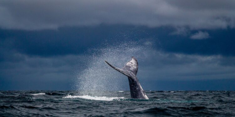 Los cantos las ballenas revelan