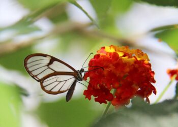 Mariposas con alas cristal sorprenden