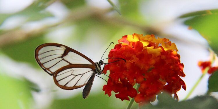Mariposas con alas cristal sorprenden