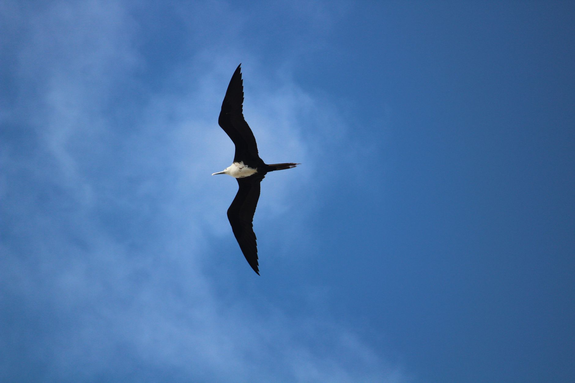 Um preguiço magnífico voando alto contra um céu azul claro em Guaratuba, Paraná, Brasil.