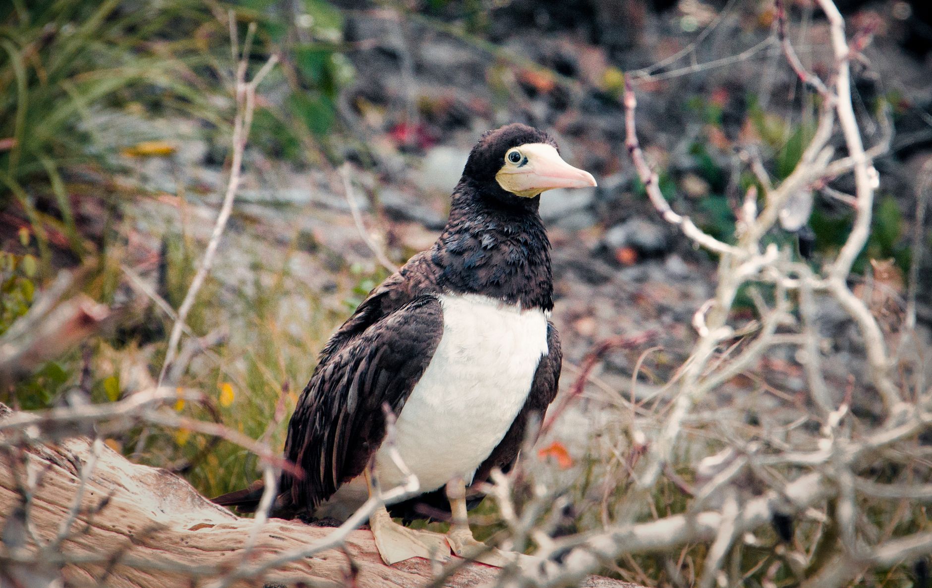 Magnífico Fregata descansando em um ambiente natural, exibindo plumagem distinta.